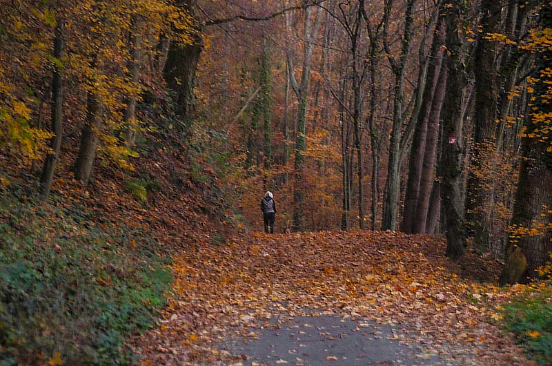 Spaziergang im Wald