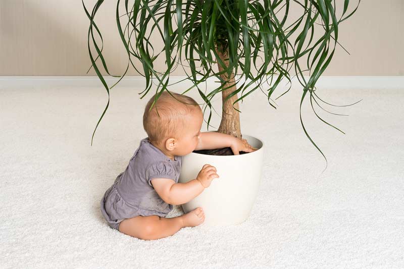 Kind fasst mit den Händen in die Erde einer Zimmerpflanze